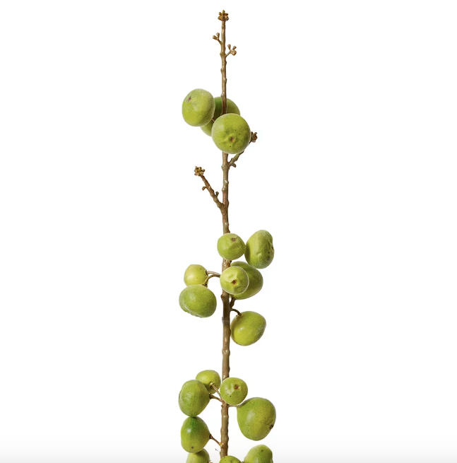 Fig Stem