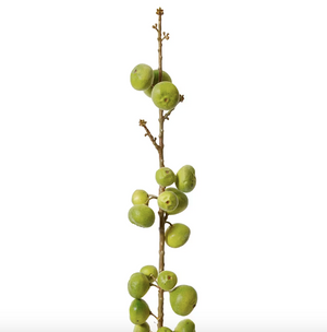 Fig Stem