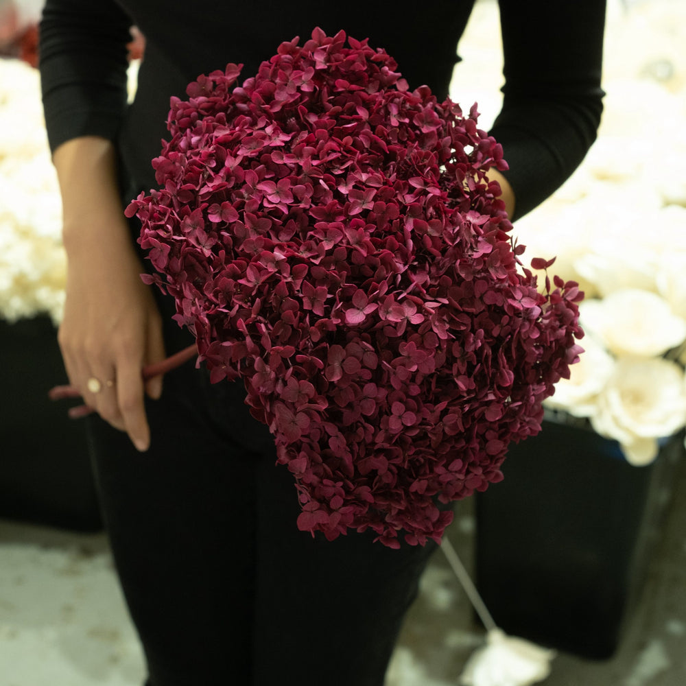 annabelle preserved hydrangea burgundy