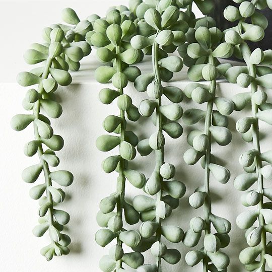 String of Pearls in Pot