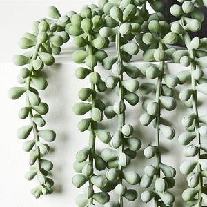 
            
                Load image into Gallery viewer, String of Pearls in Pot
            
        