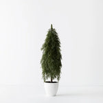 Tree Pine Cypress in Pot 58cm