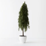 Tree Pine Cypress in Pot 78cm