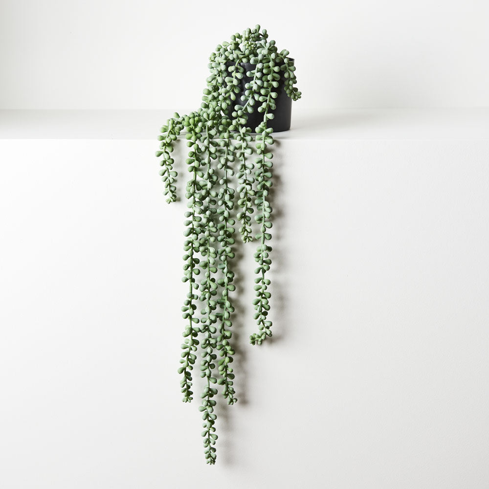 
            
                Load image into Gallery viewer, String of Pearls in Pot
            
        