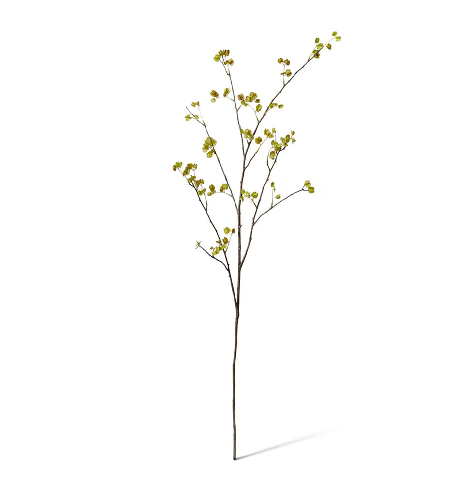 Elm Seeding Spray Green