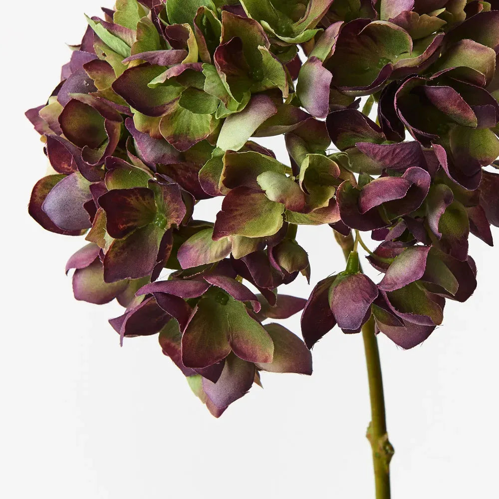 Hydrangea Burgundy Green