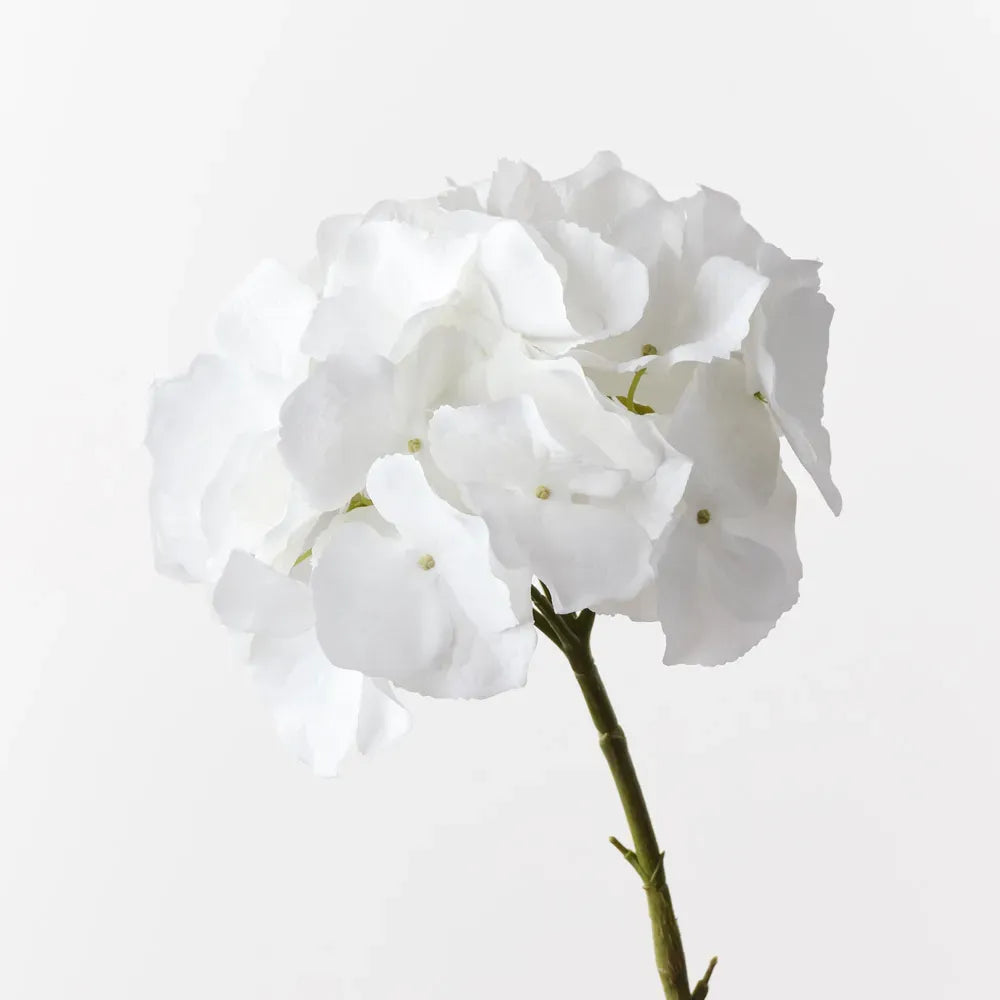 Hydrangea - White
