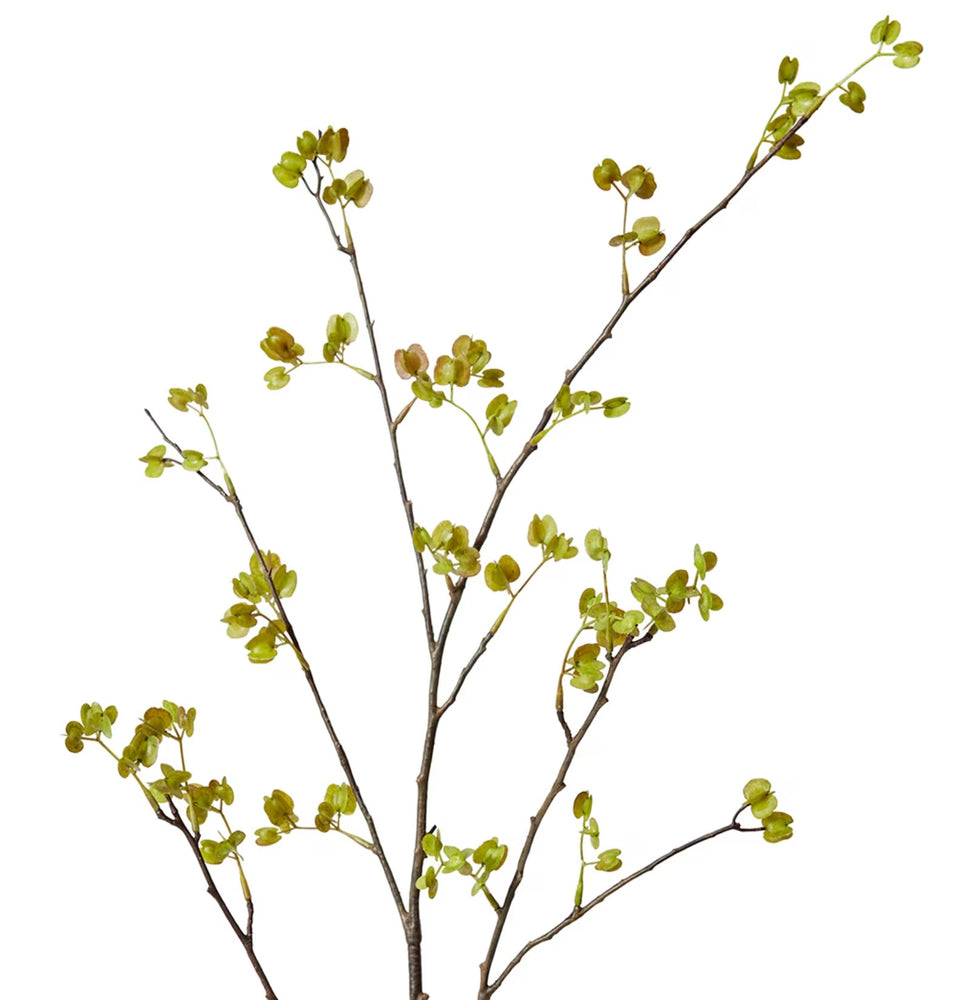 Elm Seeding Spray Green