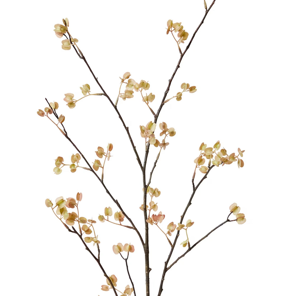 Elm Seeding Spray Soft Pink