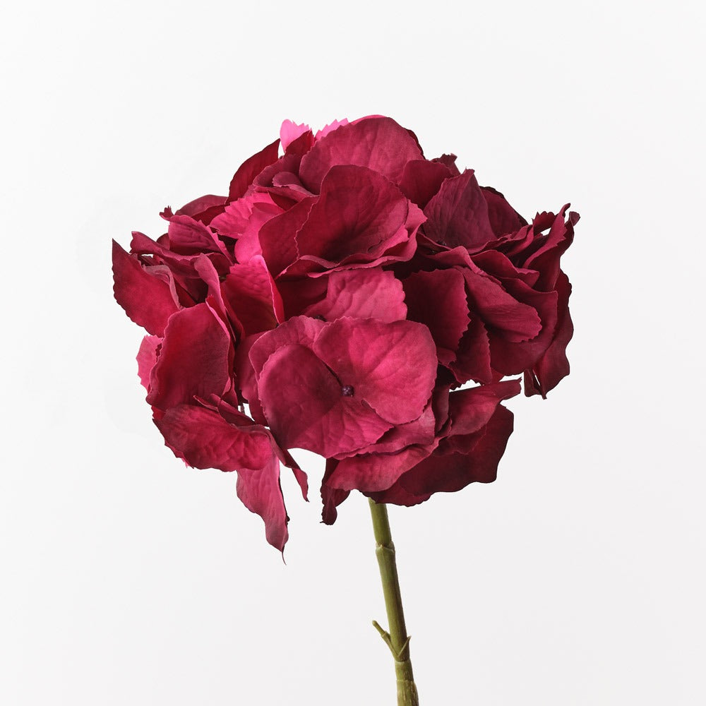 Hydrangea - Burgundy/Fuschia