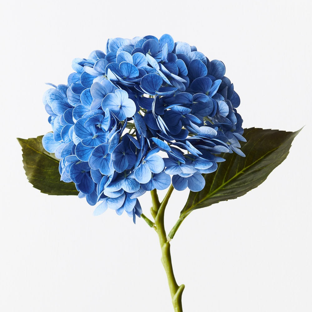 Hydrangea - Blue